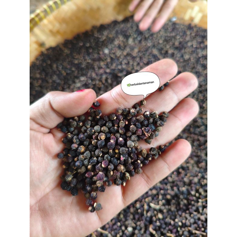 

Buah Angkung Kering 200 biji +bonus 10 biji