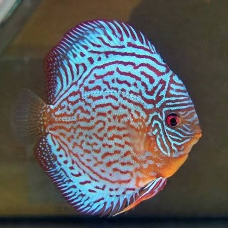 Aksesoris Discus Royal Blue