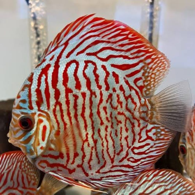 Aksesoris Discus Tiger Turquise