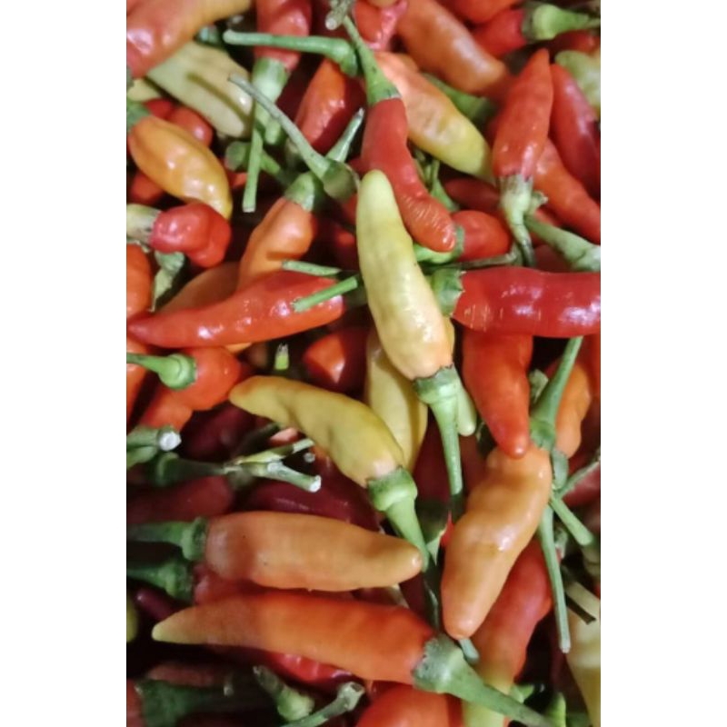 

cabe rawit super 1 kg