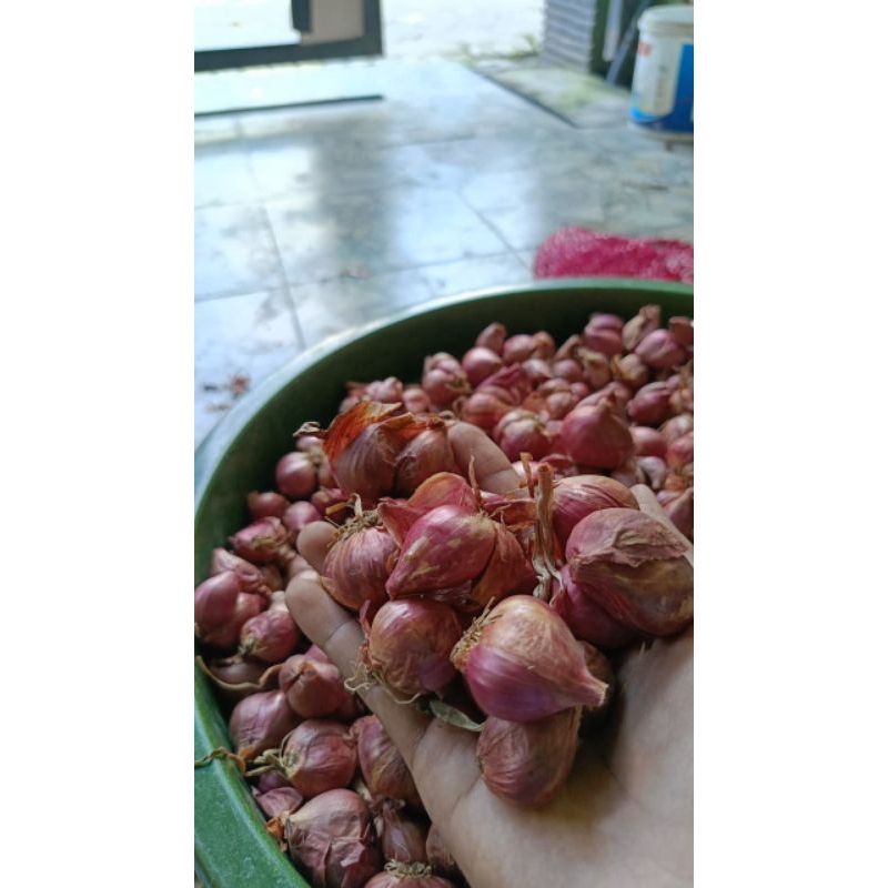 

bawang merahberkualitas