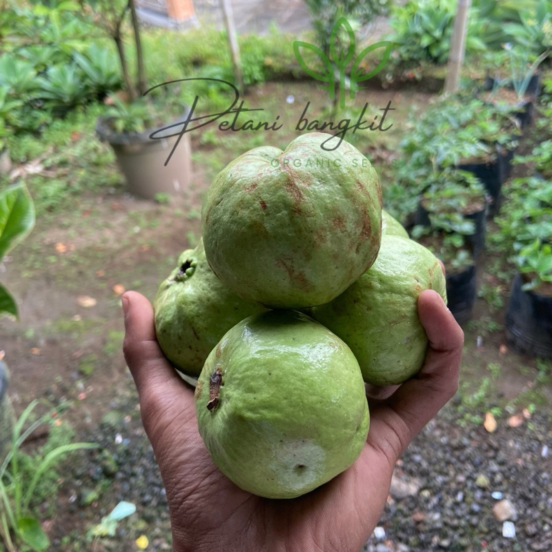 

jambu kristal segar 500gram manis