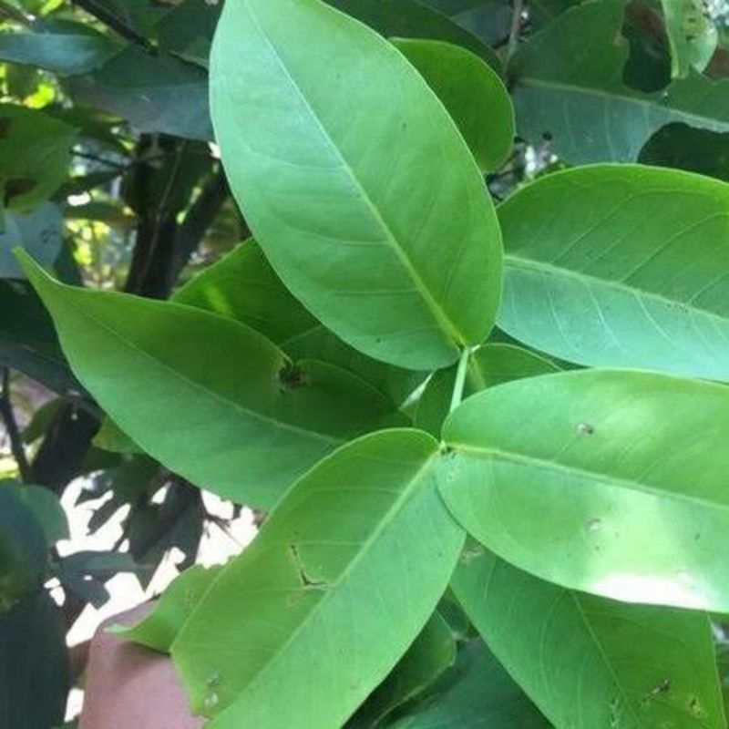 

250gr daun jambu Air segar fres siap di gunakan