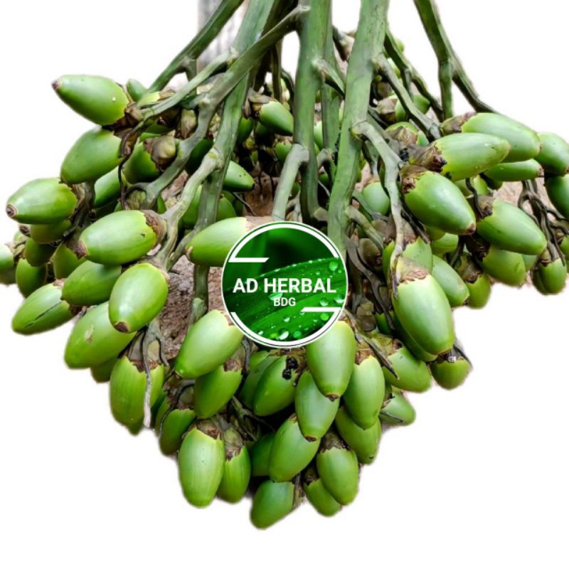 

Buah Pinang Muda Segar Isi Per 1 Kg Herbal Alami