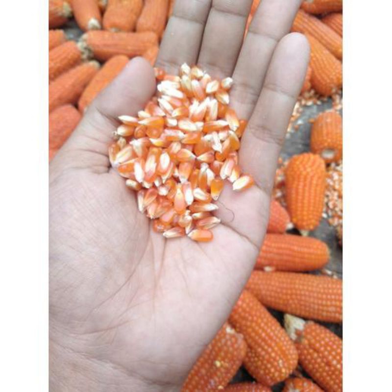 

BIBIT UNGGUL JAGUNG KRISTAL 1KG