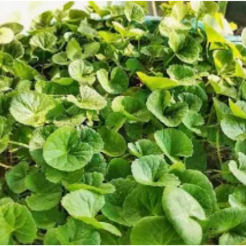 

Jual daun antanan segar atau pegagan organik 1kg