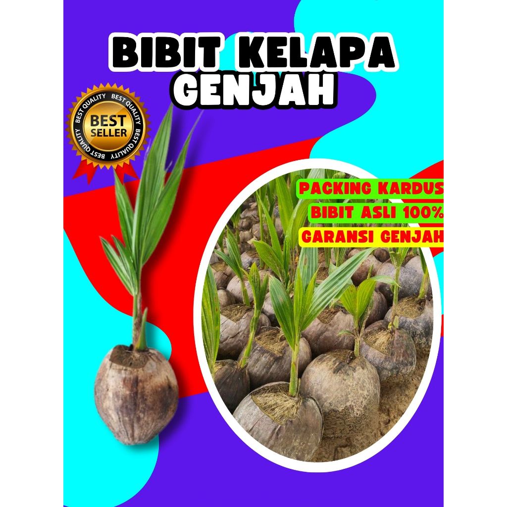 CEPAT BUAH..  Pohon Buah Kelapa Kopyor Sumenep, Pohon Buah Kelapa Kopyor Besar, Pohon Buah Kelapa Ko