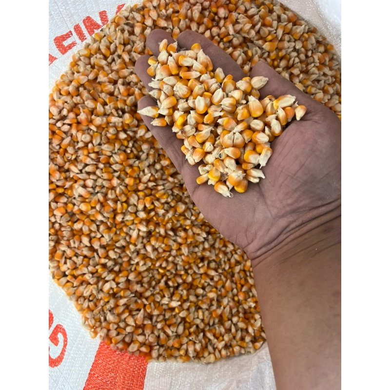 

jagung kering/ jagung hibrida/ jagung merpati