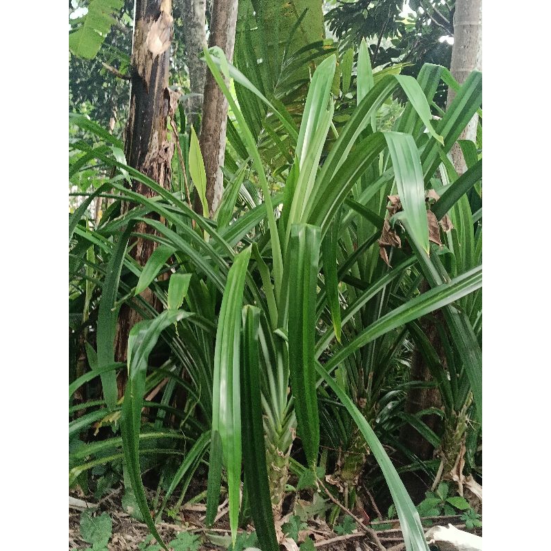 

Daun pandan wangi