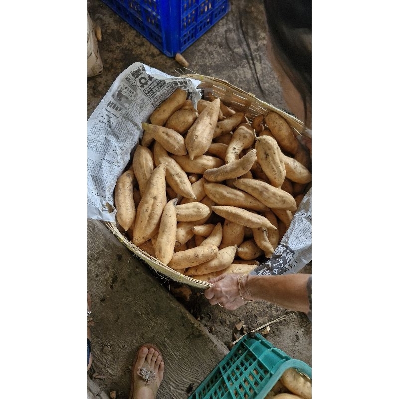 

Ubi Madu Cilembu Mentah