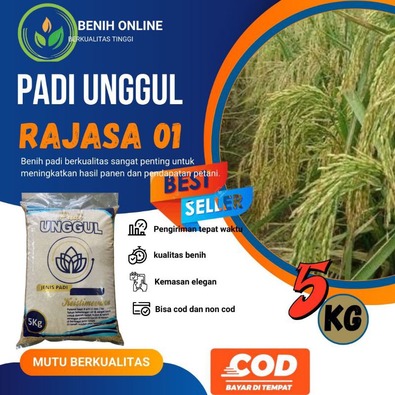 BENIH PADI RAJASA 01 KEMASAN 5KG