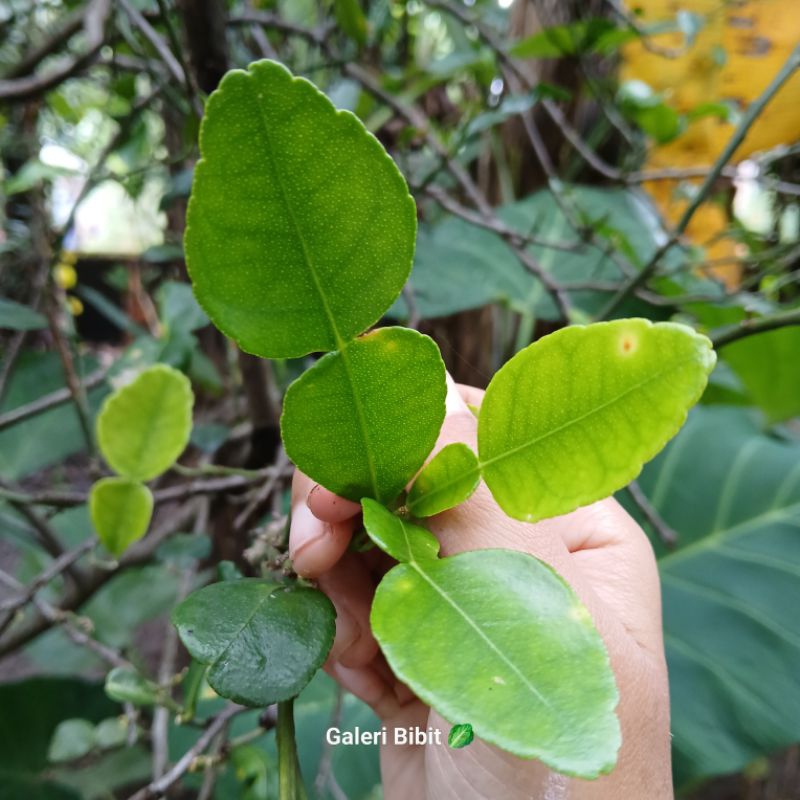 

250g Daun jeruk purut (bumbu masak) petik langsung