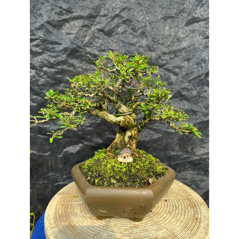 Bonsai Cendrawasih