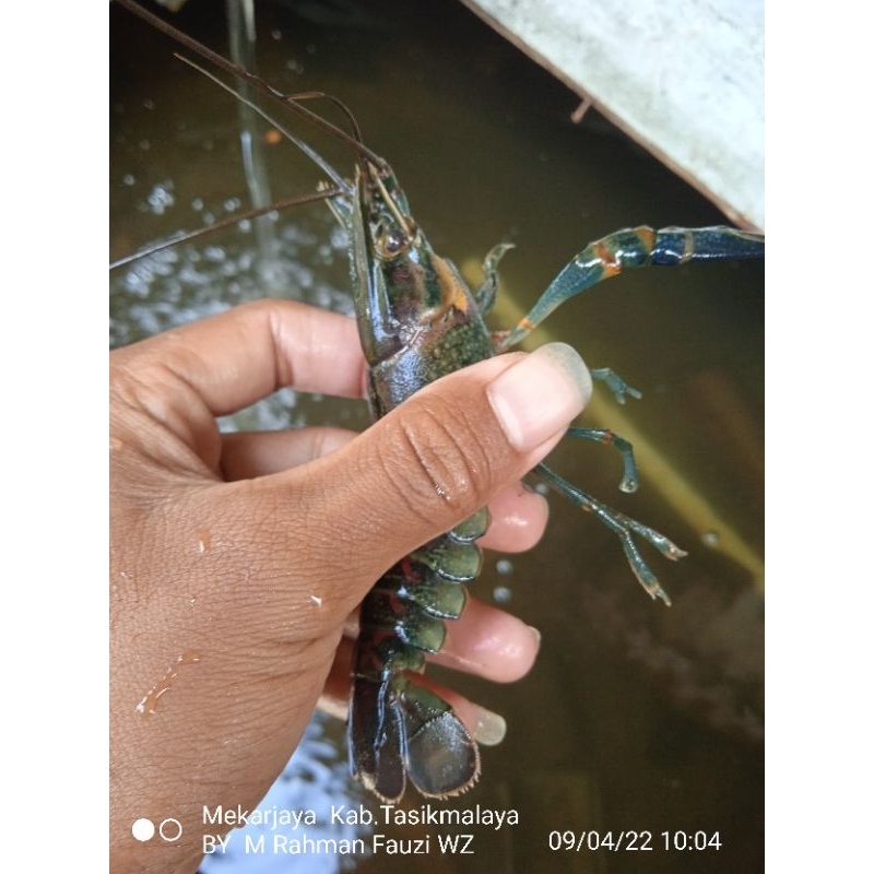 

8pcs ukuran 4inc 3pcs jntn 5pcs btnaa bonus 2pcs