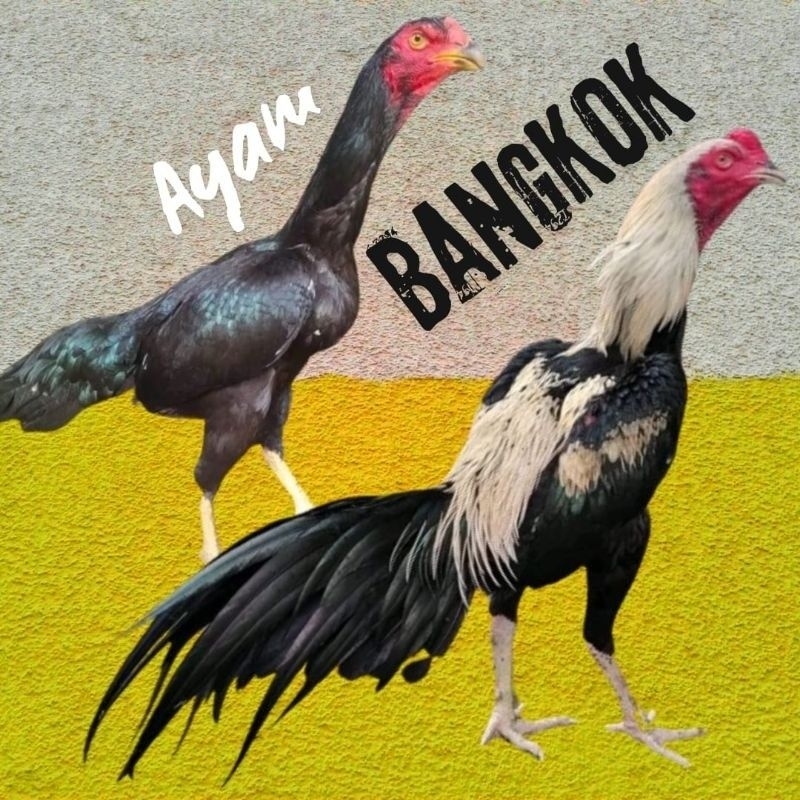 

paket hemat 5 Butir Telur Tetas Ayam Bangkok Super Teknik Fertil siap untuk ditetaskan