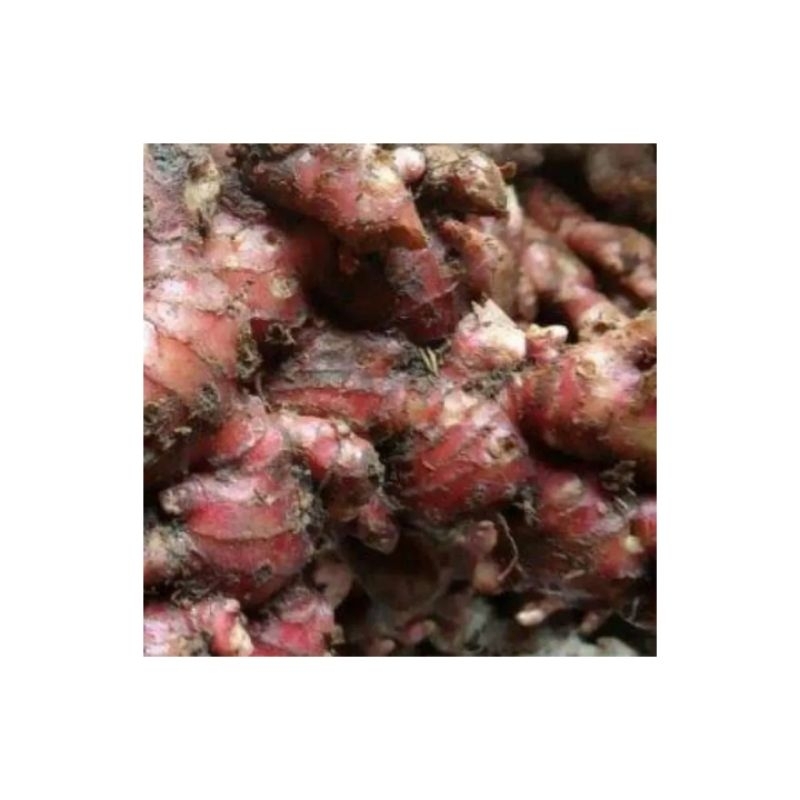 

Jahe Merah 500 gr