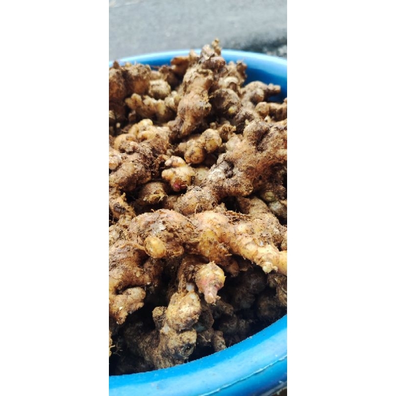 

Jahe emprit / jahe putih segar - bumbu dapur per 500gr