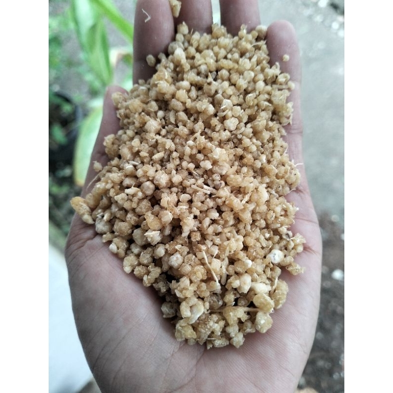 

Karak oyek tiwul/thiwul asli gaplek 100%