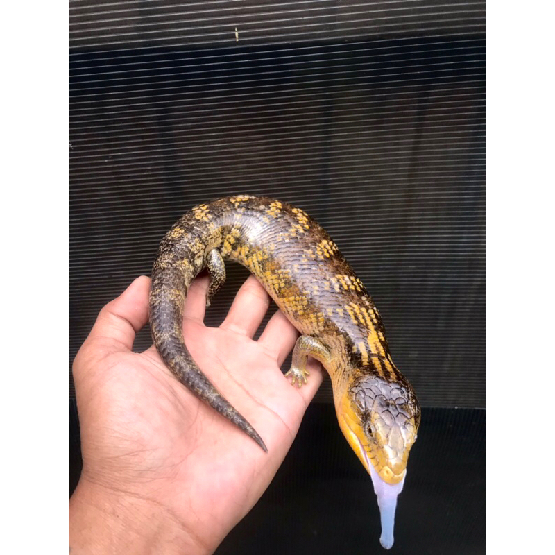 kadal panana blue tongue skink