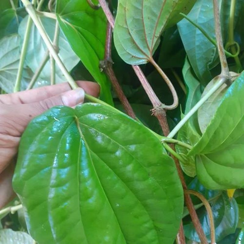 

Daun Sirih Pedas