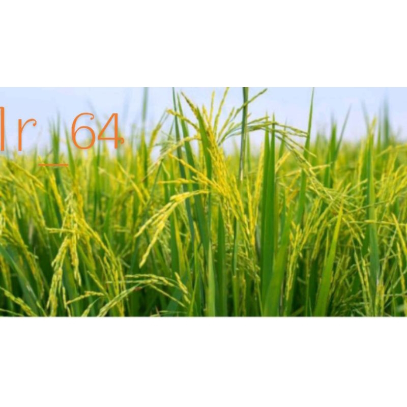 benih padi IR-64 (1KG)