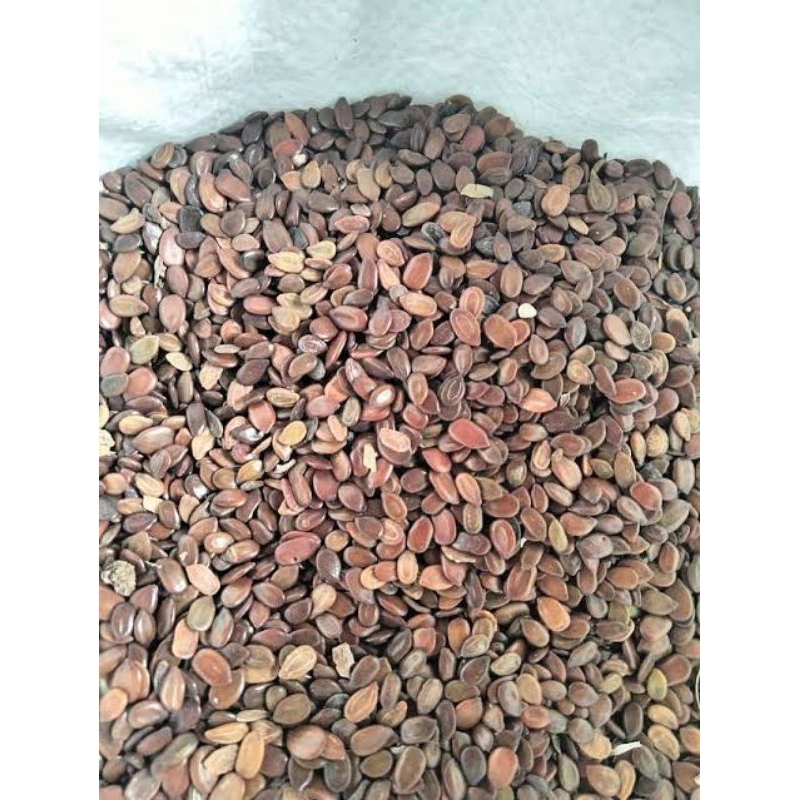 

biji lantoro (petai ciina) 1 kg