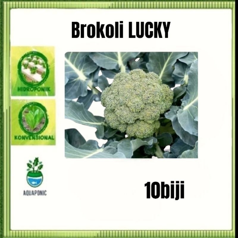 10 Biji-Benih Brokoli LUCKY