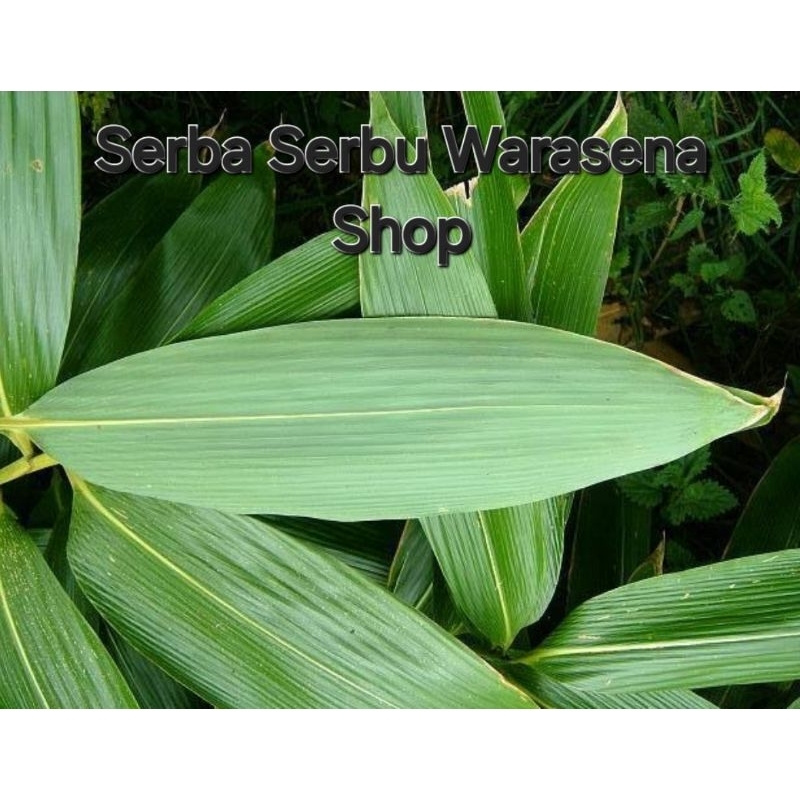 

Daun bambu/daun awi fresh baru metik dari pohonya per lembar