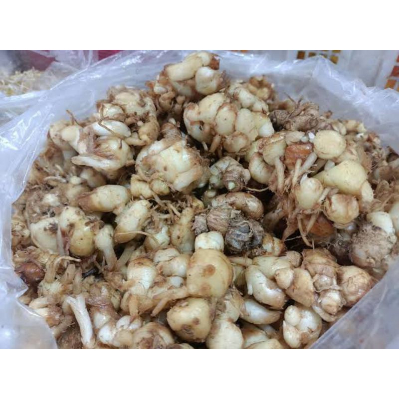 

kencur segar 1 kg / promo bahan herbal bahan masakan