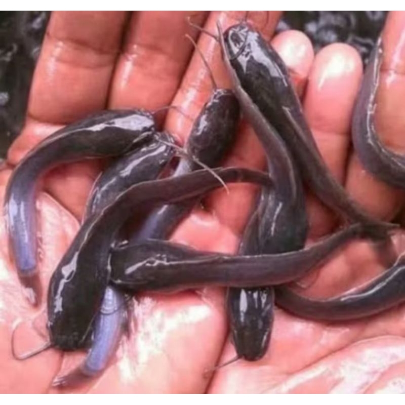 BIBIT LELE SANGKURIANG UKURAN 6-7 CM PER 100 EKOR