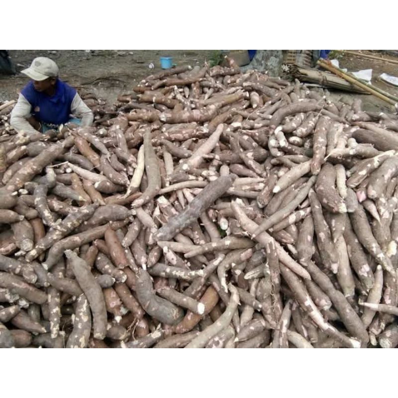 

gaplek/singkong kering 1 kg