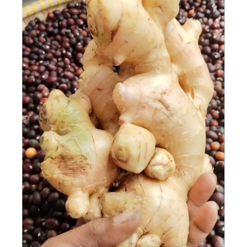 

jahe gajah super segar 1kg