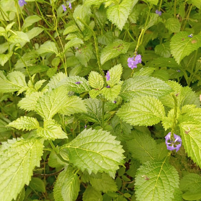 

Daun pecut kuda atau jarong segar 250 gram