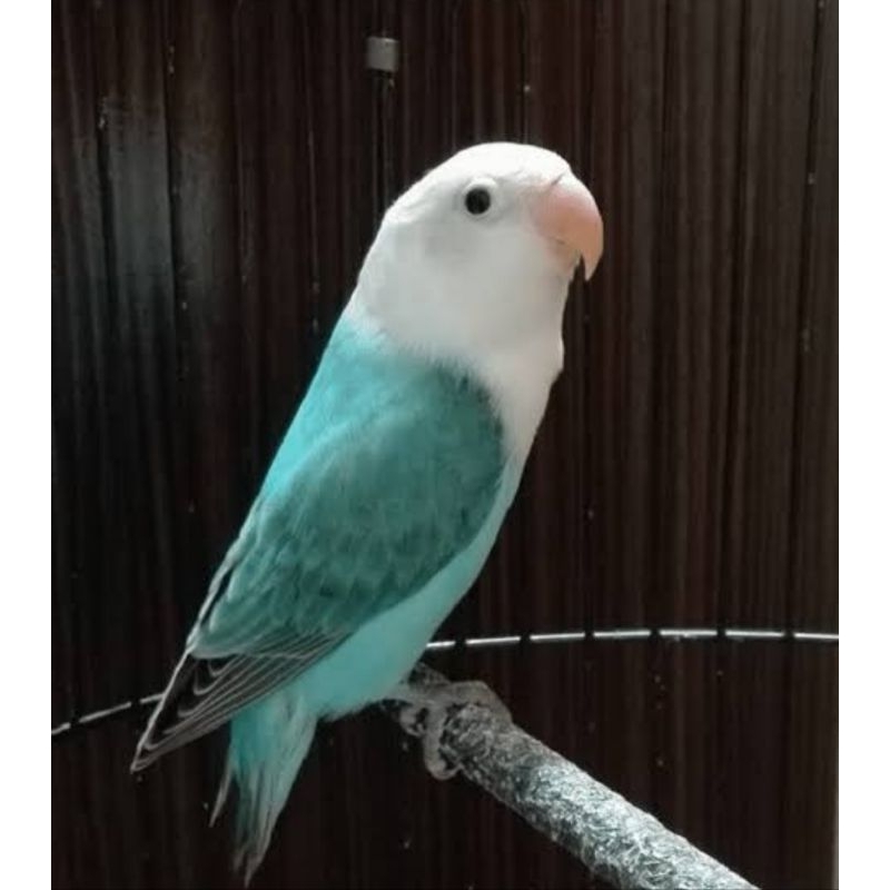 BURUNG LOVEBIRD BIOLA BLUE