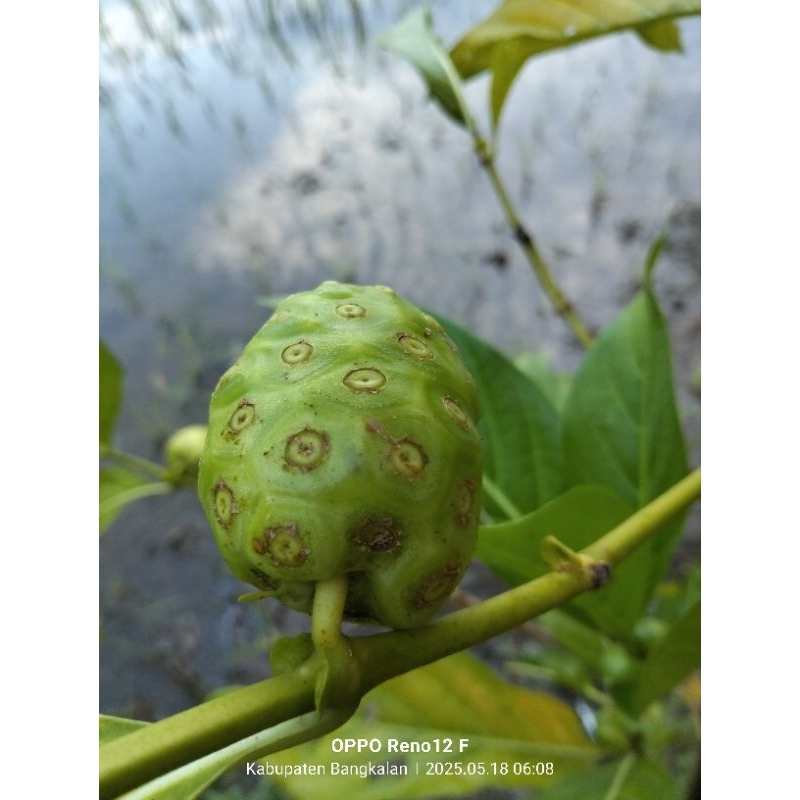 

Mengkudu buah segar 1 kilo