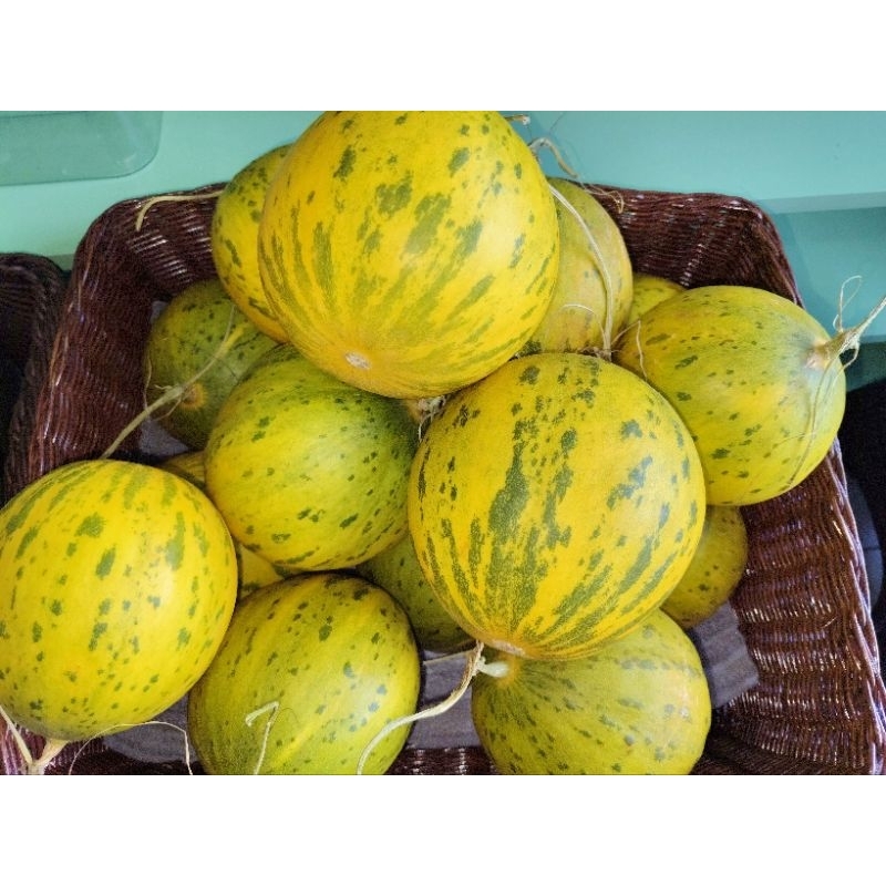 

Melon King Shaw Hidroponik