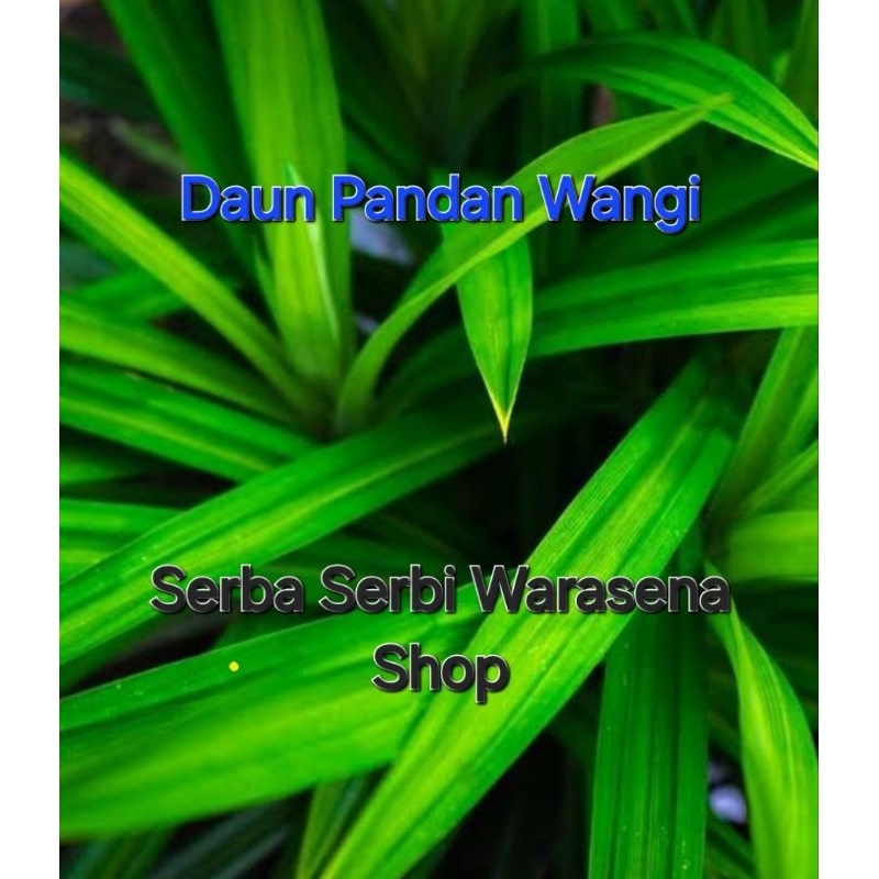 

Jual Daun Pandan Wangi fresh dari pohonya