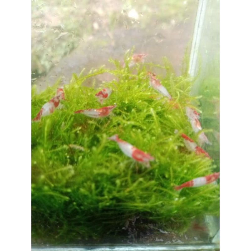 

paket udang red rili 50 ekor