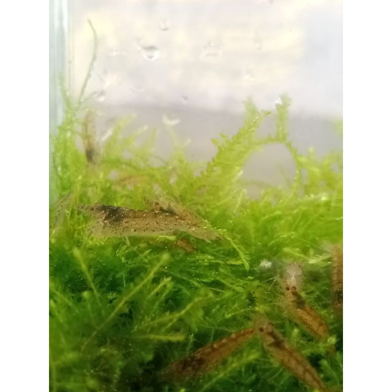 

udang hias amano sule per ekor