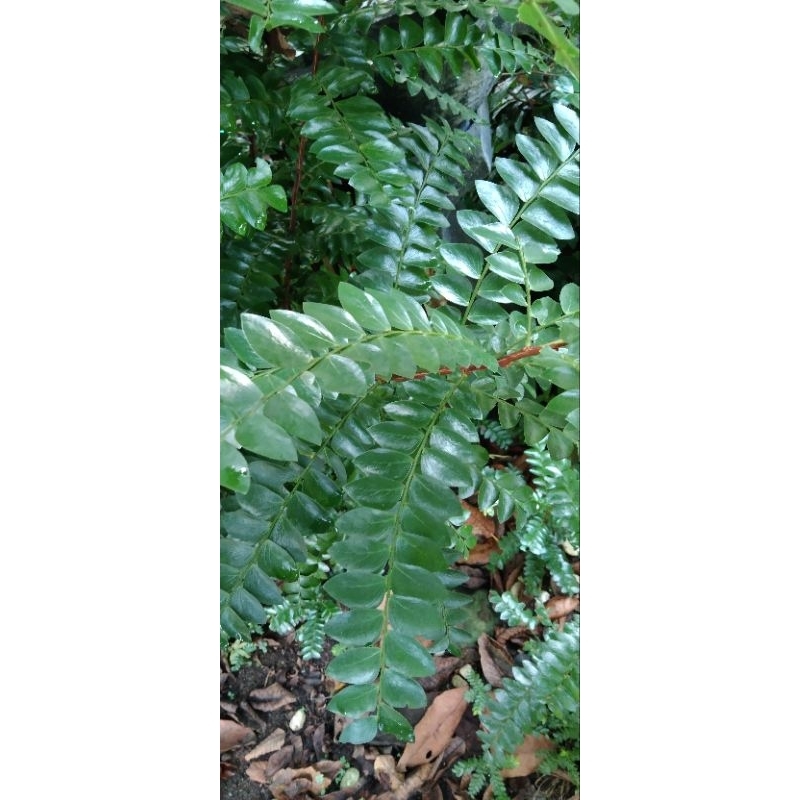 

Daun seligi segar 250 gr