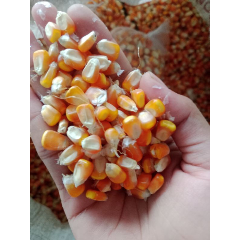 

jagung pakan ternak 1kg