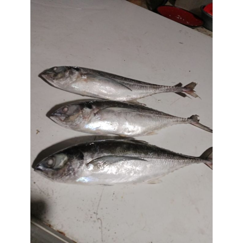 

Ikan Tengkek Frozen Fish Segarr 1KG