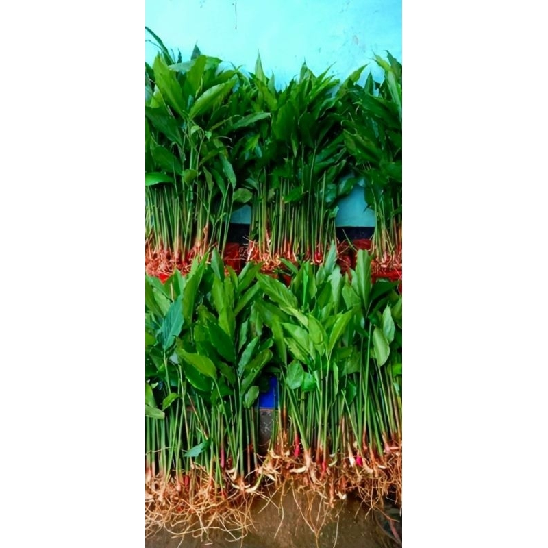 Bibit kapulaga hibrida lokal (beli 5 gratis 1)