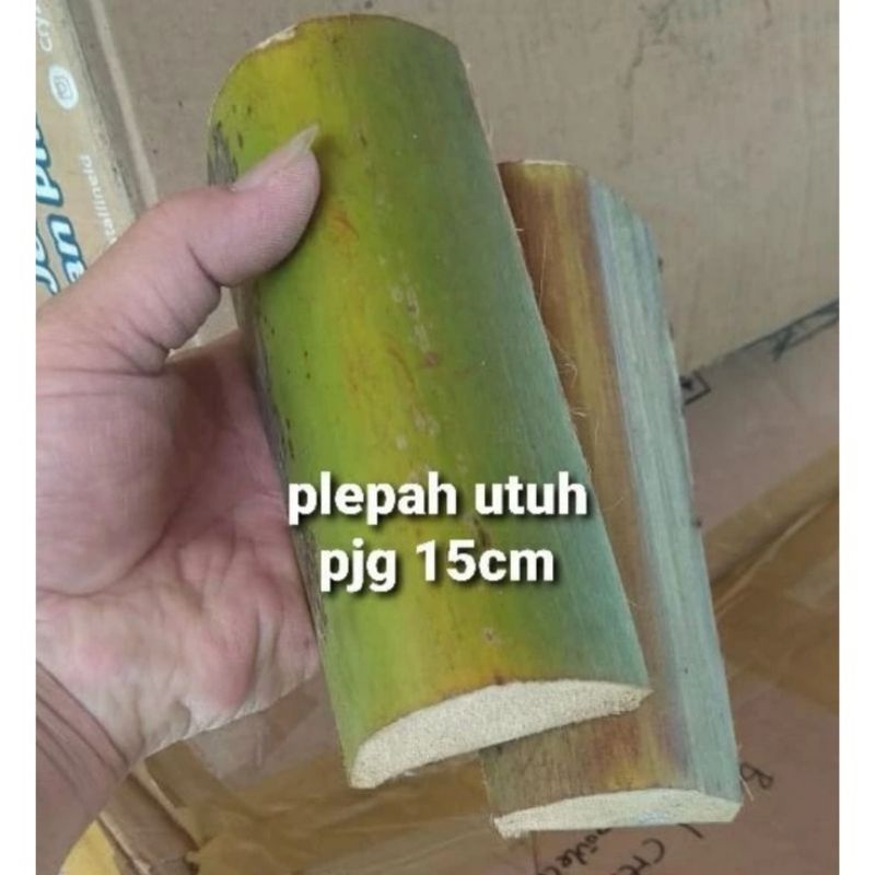 

Pelepah kelapa muda panjang 15cm