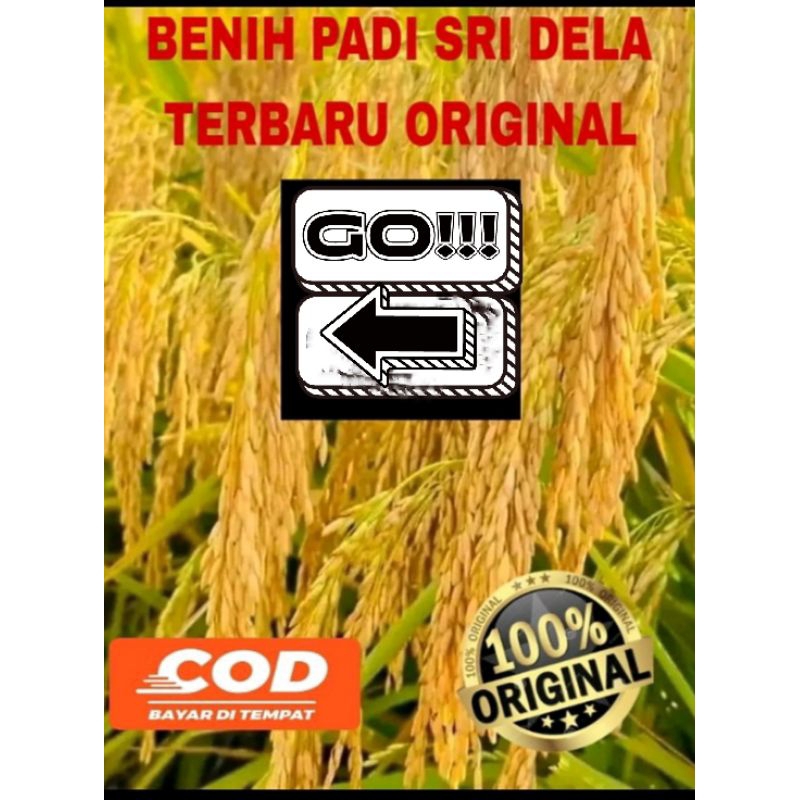 BENIH PADI SRI DELA ORIGINAL KEMASAN 5KG