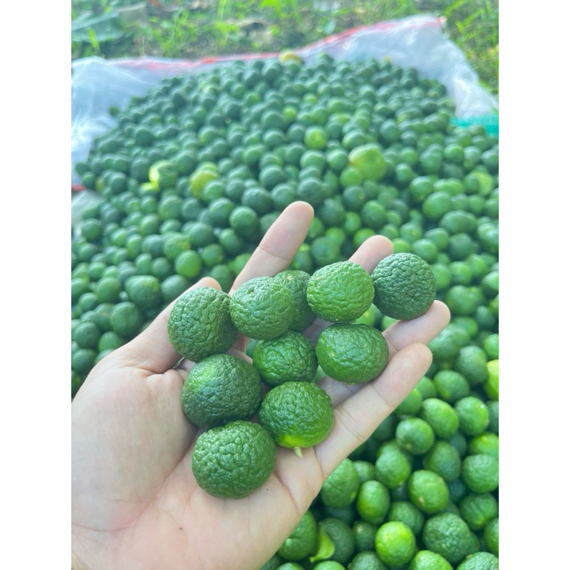 

jeruk limo/jeruk limau/jeruk sambal