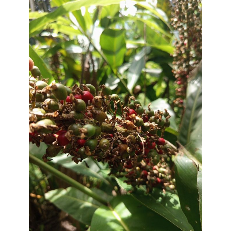 

jual buah lengkuas segar per 5 helay asli