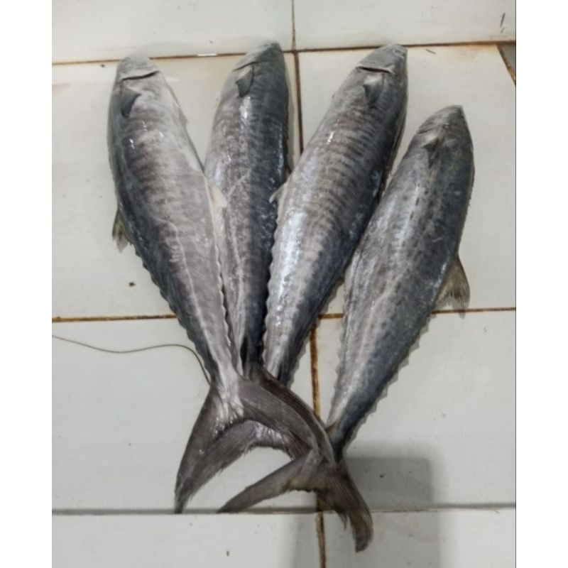 

Ikan Tengiri