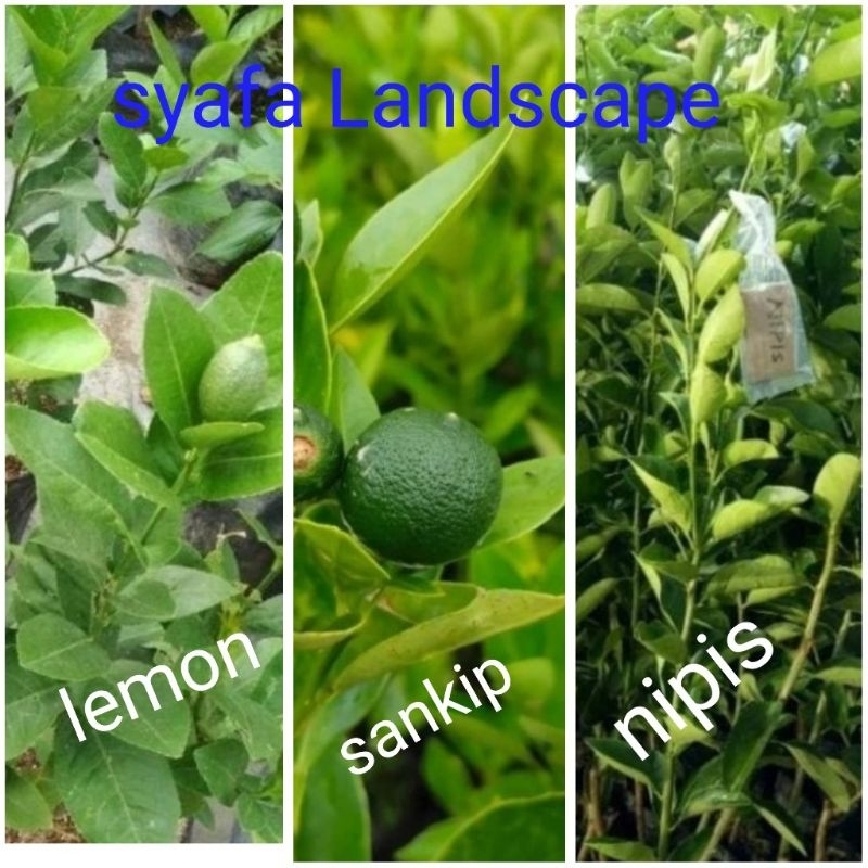 paket 3 pohon bibit buah jeruk
