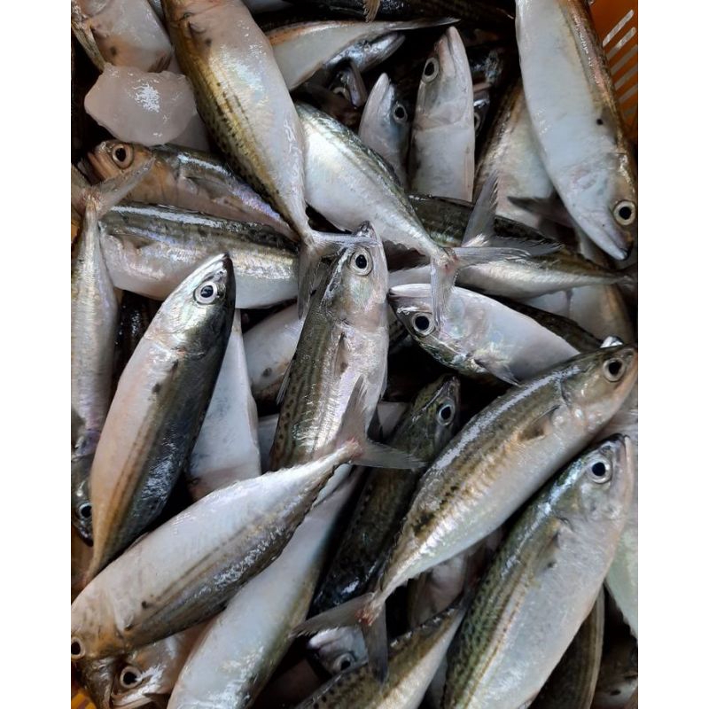 

Ikan Kembung FRESH BATAM